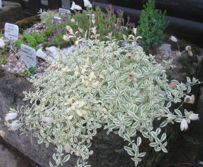 Silene uniflora 'Druett's Variegated' 